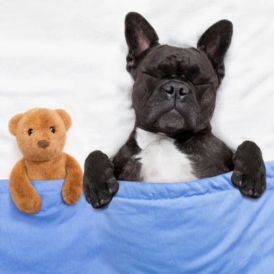 Dog Friendly Lodging - Harbor Country, MI Dog Friendly Lodging - Harbor Country, MI