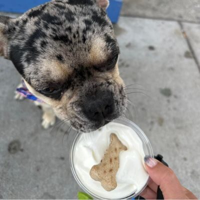 Southwest Michigan Dog Friendly Places - Harbor Country (1) Southwest Michigan Dog Friendly Places - Harbor Country (1)